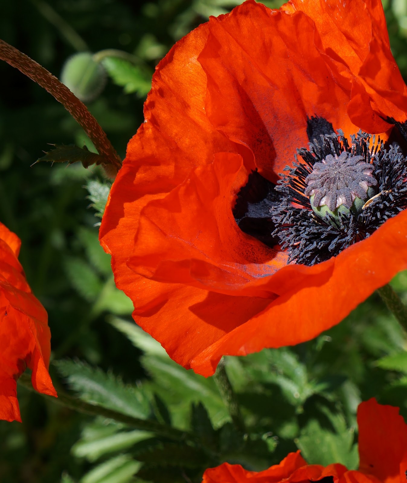 Sunshine Savannah: Photo Friday: The Perfect Poppies