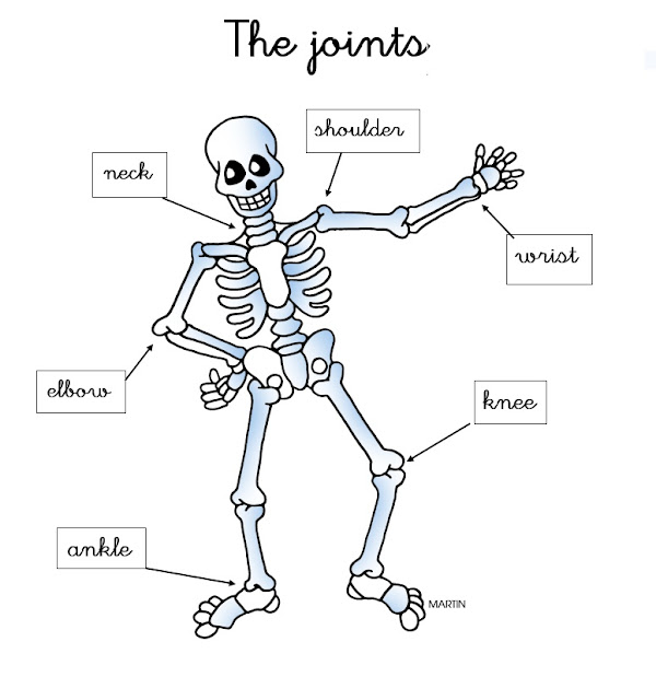 First grade English!: I'm a skeleton!