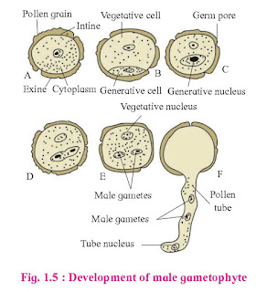 Reproduction in Lower and Higher Plants Solutions