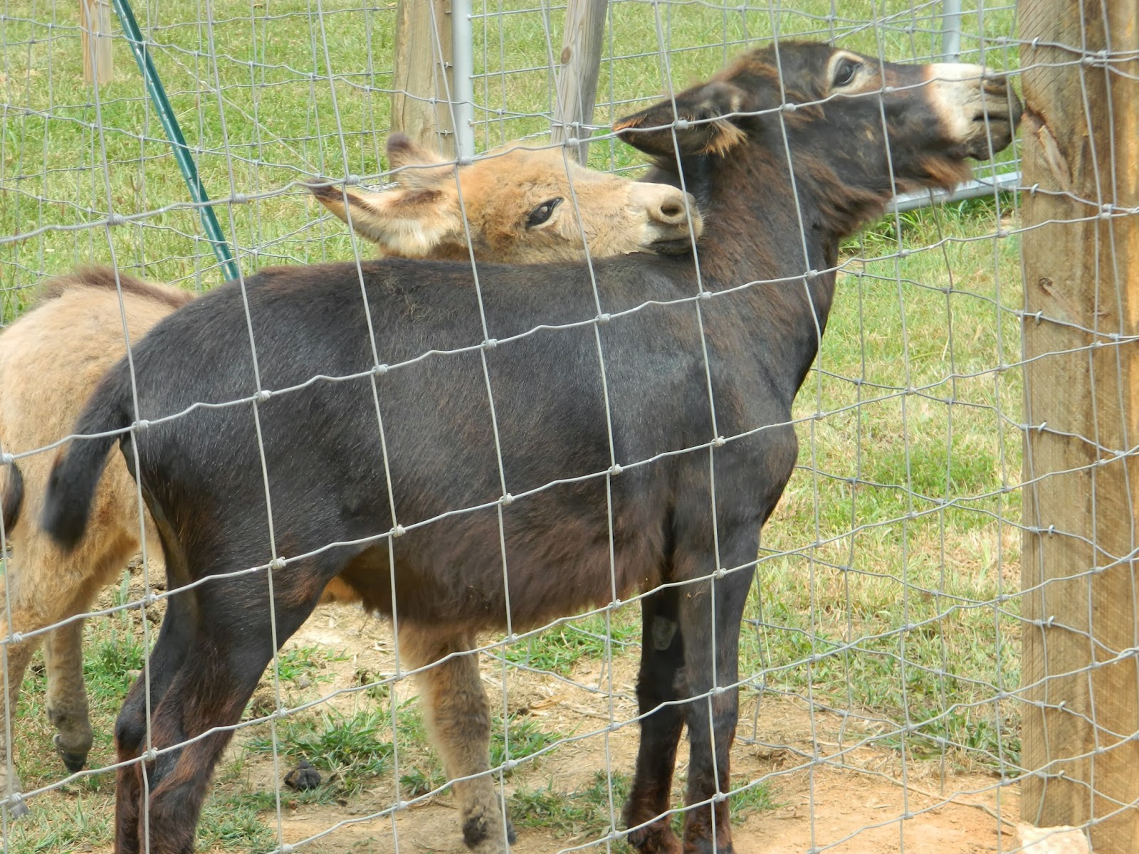 Hand Raising a Miniature Donkey Foal