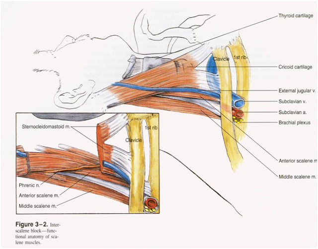 Dentistry and Medicine Regional Anesthesia Manual—upper extremity blocks