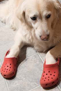 crocs for animals
