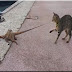 منافسة | القط مقابل الأخطبوط .. إنسان