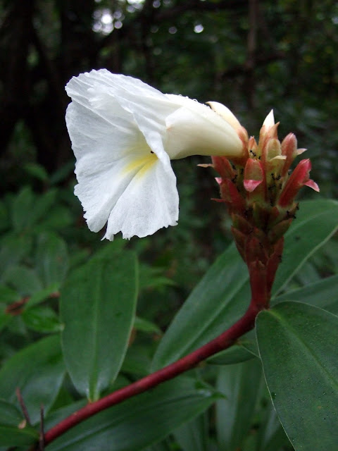 Cheilocostus speciosus