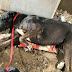 Revolting Proprietor Dumps Paralyzed Pet, Pet Was Hidden To Life In Garbage Dump For Weeks