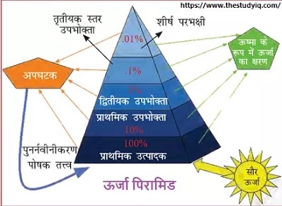 ecological-pyramid-in-hindi