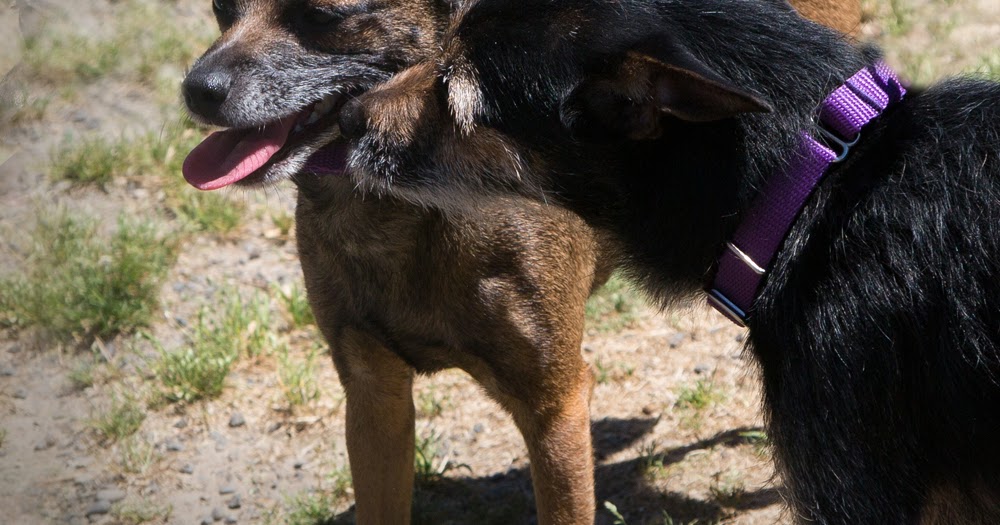 Shelter Dogs of Portland "ELSA" and "ELROY" Terrier mix BONDED Buddies