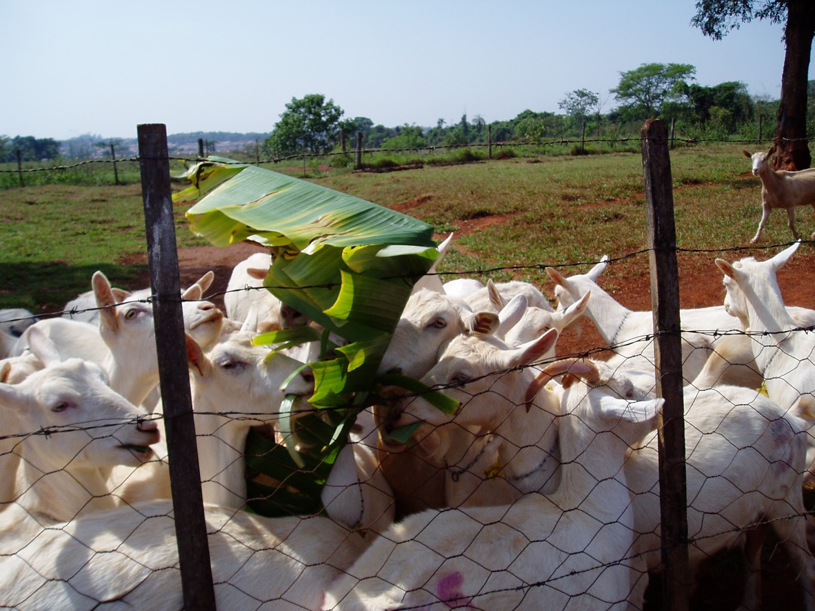 Goat Lovers - cabras, ovelhas, chevres: Eis a folha de bananeira