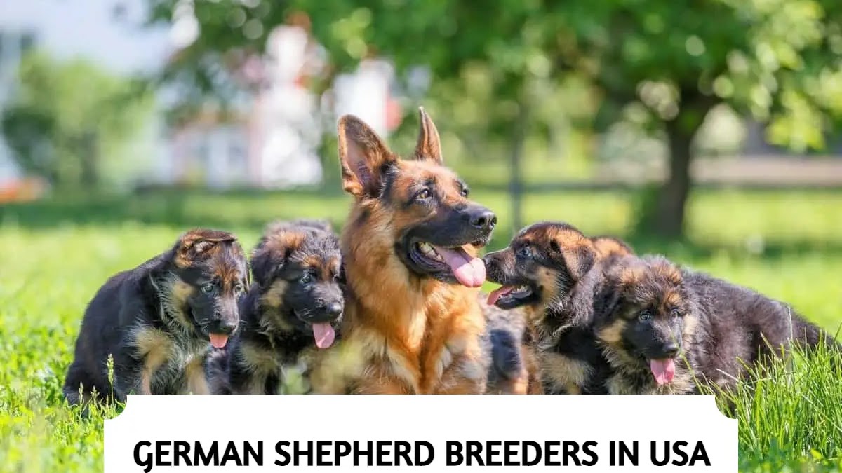 10 Best German Shepherd Breeders In The Usa 2022