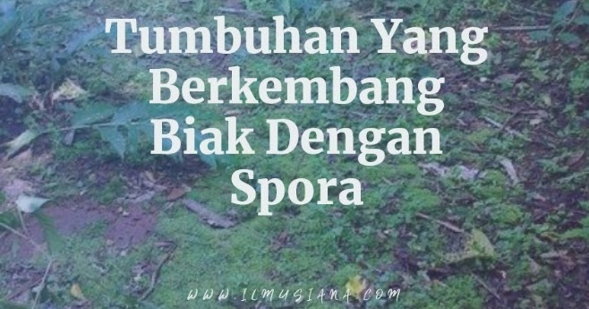 12 Tumbuhan Yang Berkembang Biak Dengan Spora Ilmusiana