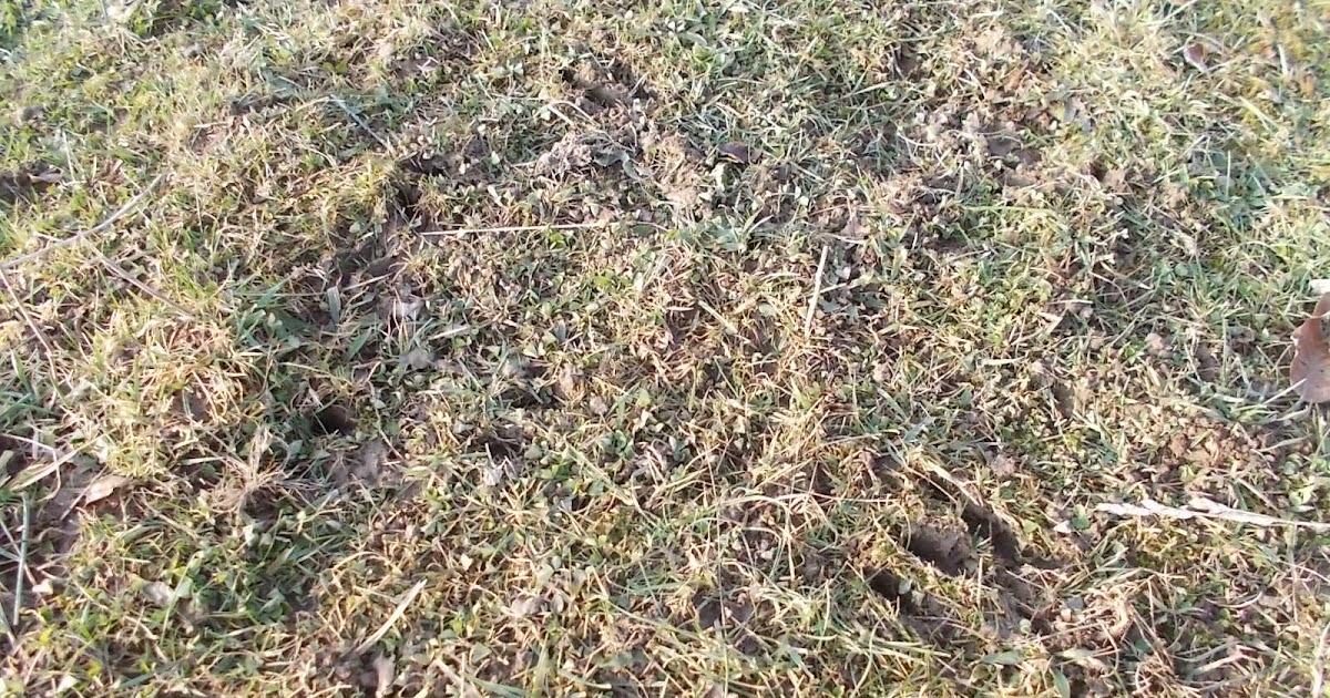 Eaton Rapids Joe Deer sign