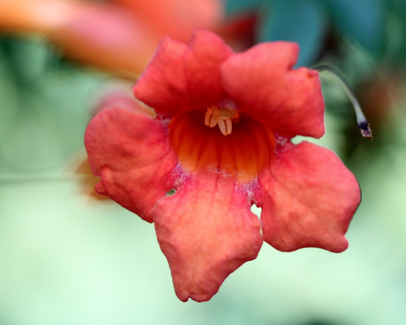 iheartky Trumpet Vine