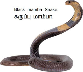 கருப்பு மாம்பா - Black mamba Snake.