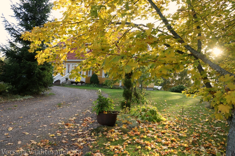 Quun Puutarha Angervopensaat