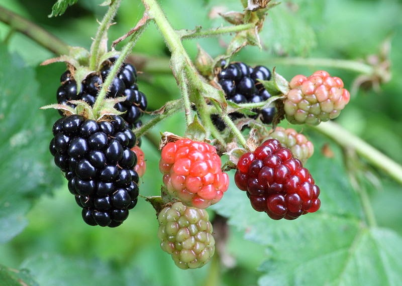 HOW TO GROW BLACKBERRIES The Garden of Eaden