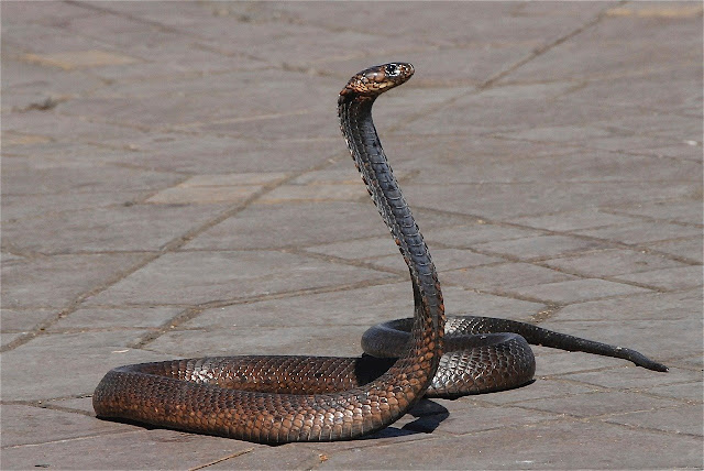 Cara mengusir ular pakai garam