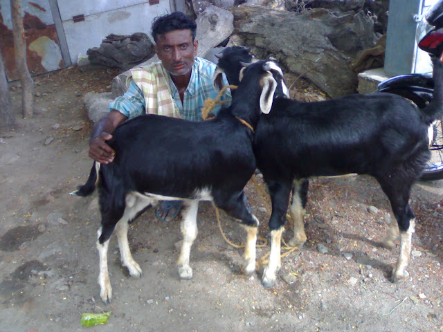 Most Popular Indigenous Breeds of Goats in India