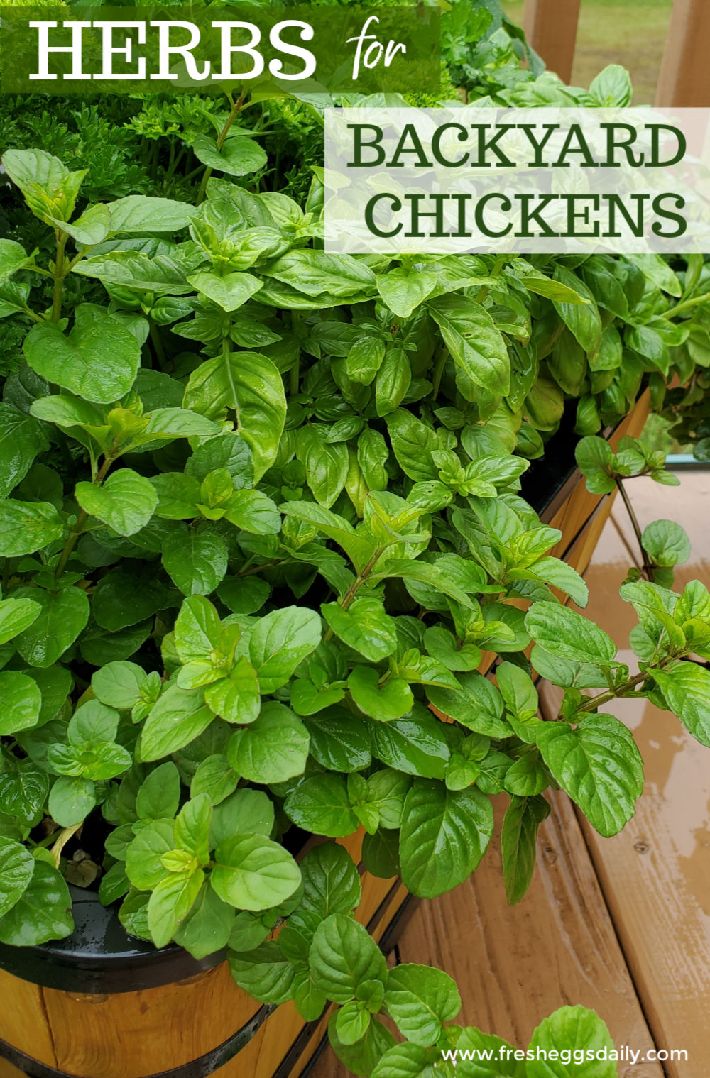 Herbs for Healthy Backyard Chickens Fresh Eggs Daily®