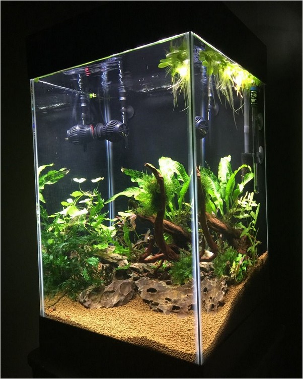√√ Best FISH For 10 Gallon TANK Home Interior Exterior
