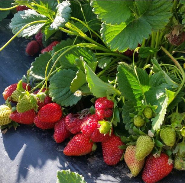 Son Günlerde&hellip;