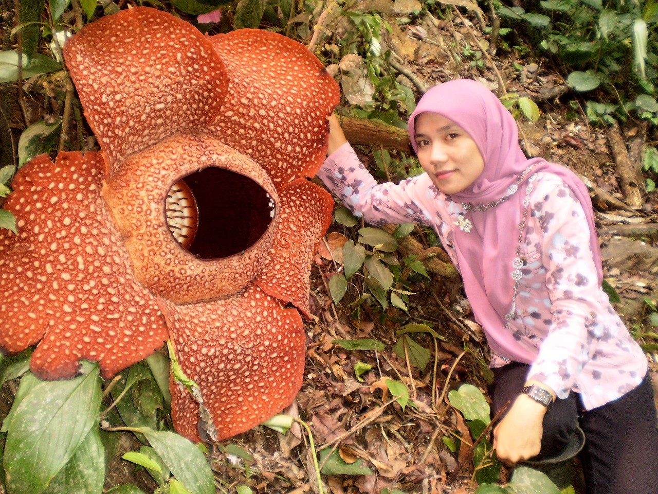 Цветок который воняет. Растение раффлезия Арнольди. Раффлезия Арнольди самый большой цветок. Раффлезию фрнольди Индонезии. Раффлезия Арнольди (Трупная Лилия.
