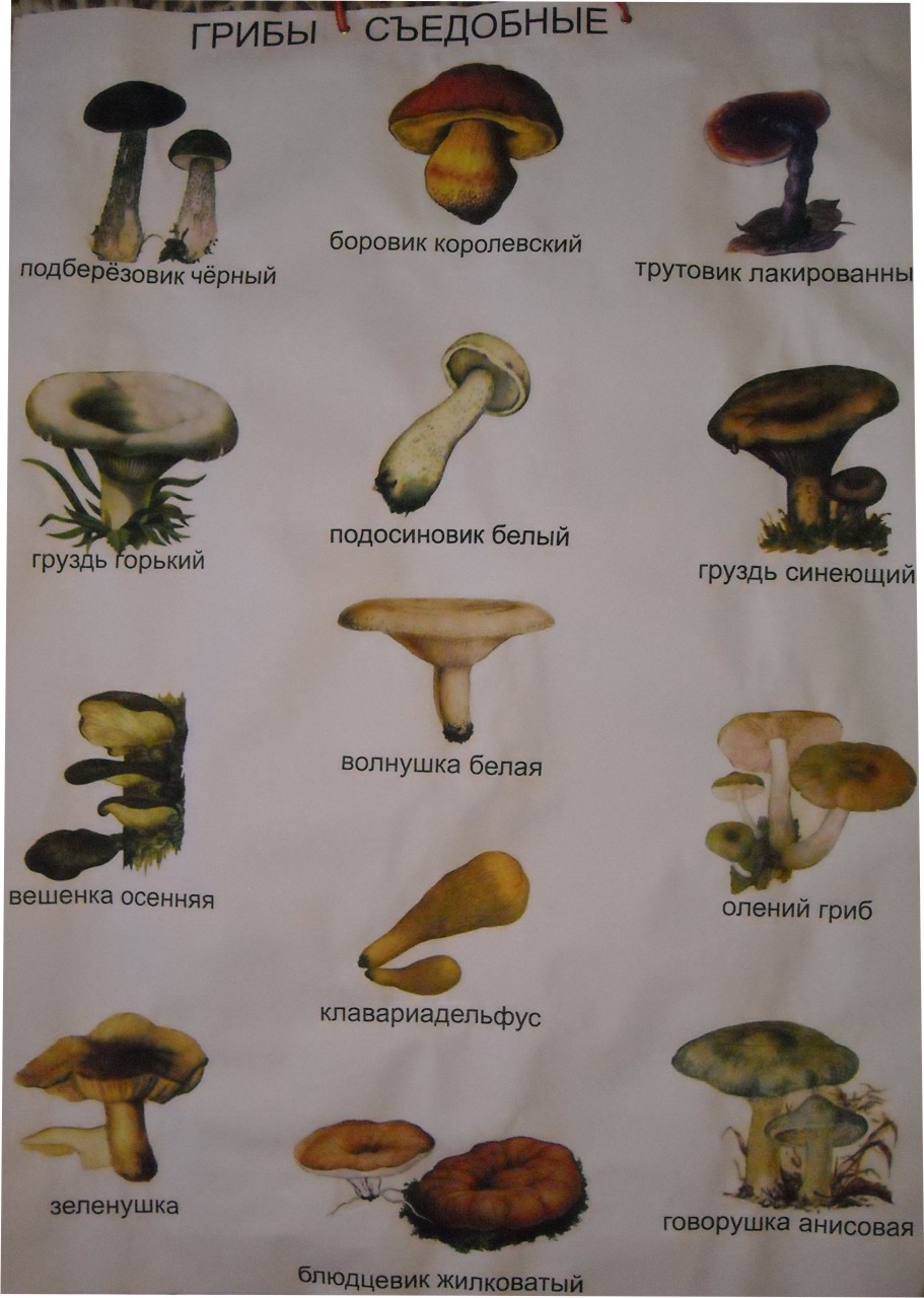 Название некоторых грибов. Грибы съедобные и несъедобные с названиями и описанием. Несъедобные трубчатые грибы. Съедобные грибы и несъедобные грибы Мурманской области. Трубчатые съедобные грибы с названиями и описанием.