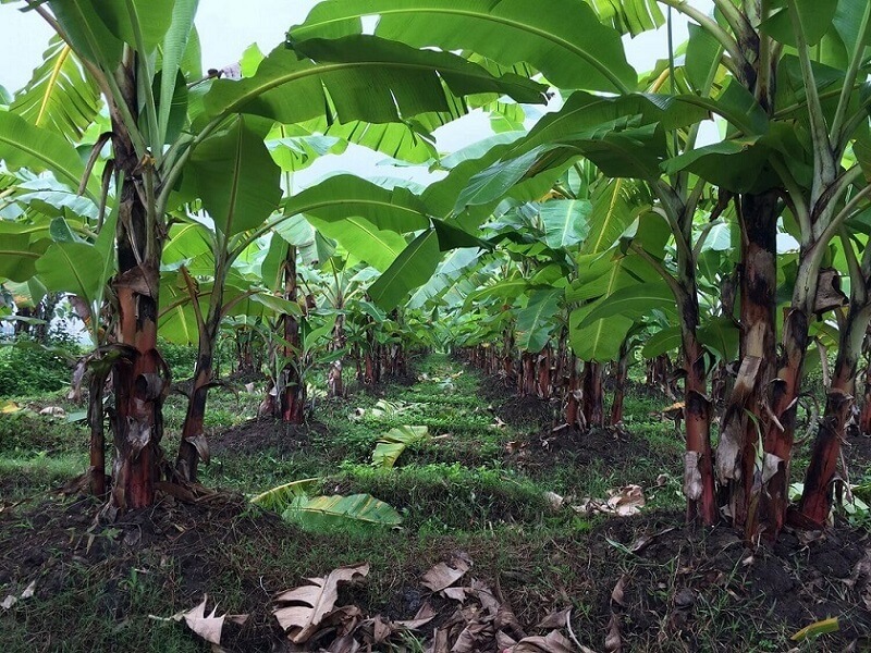 Contoh lahan budidaya pisang