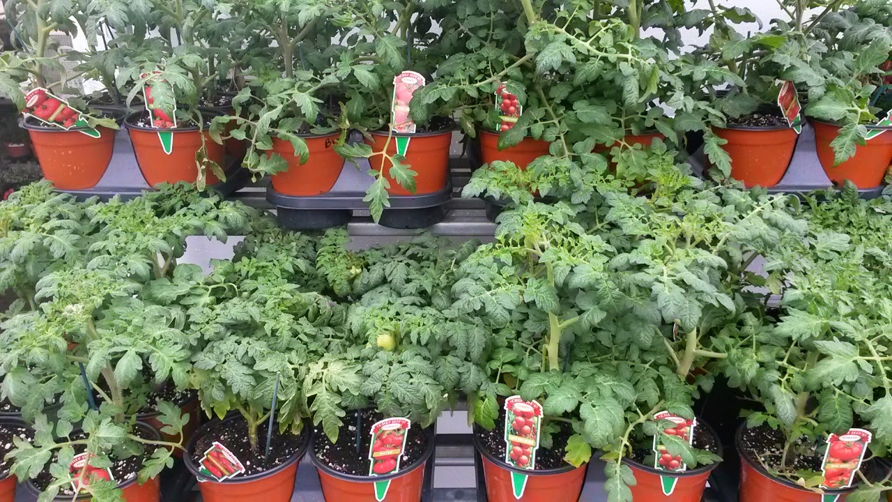 YOUR MINNESOTA GARDEN 2015 Top Picks For Minnesota