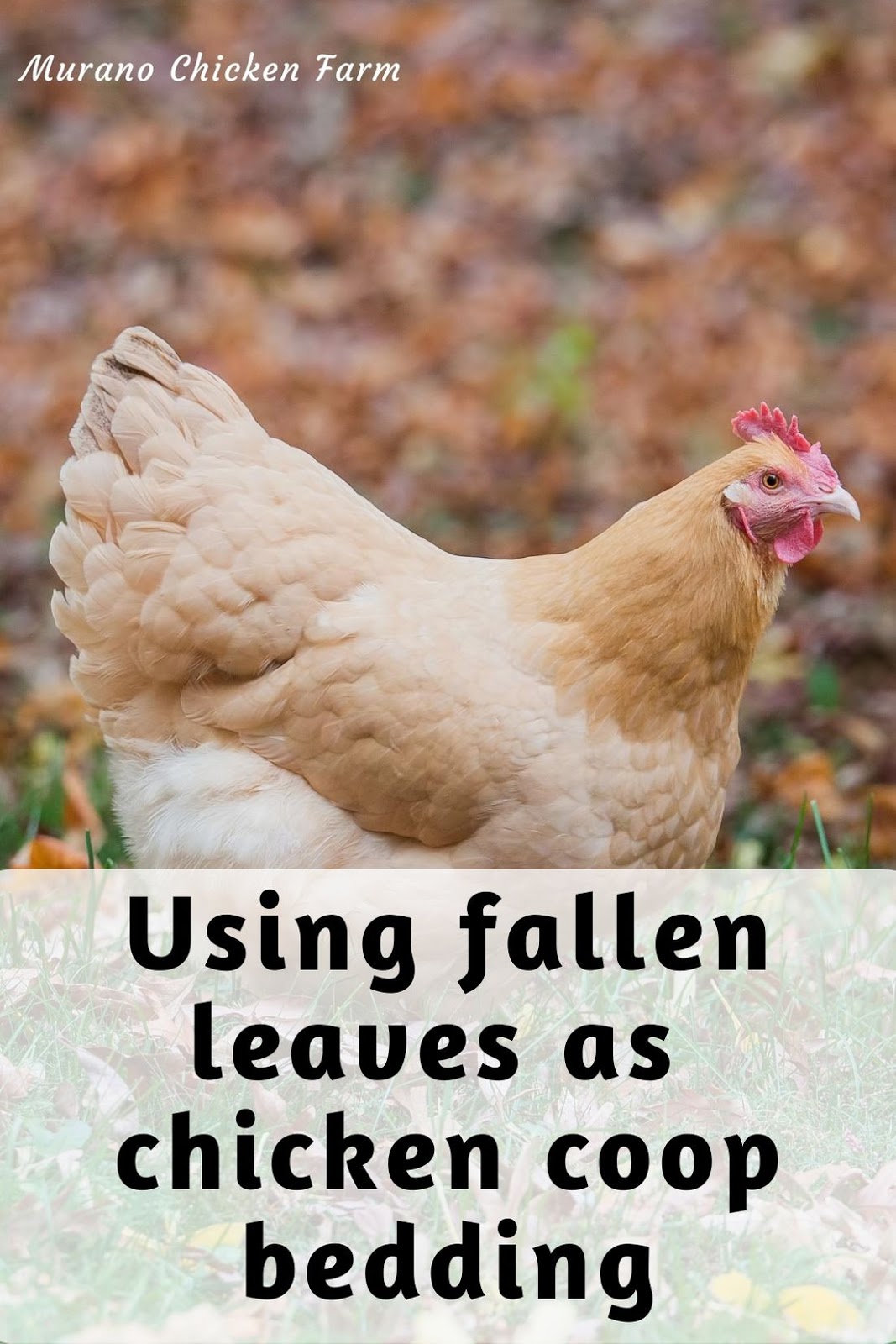 Using leaves as coop bedding Murano Chicken Farm