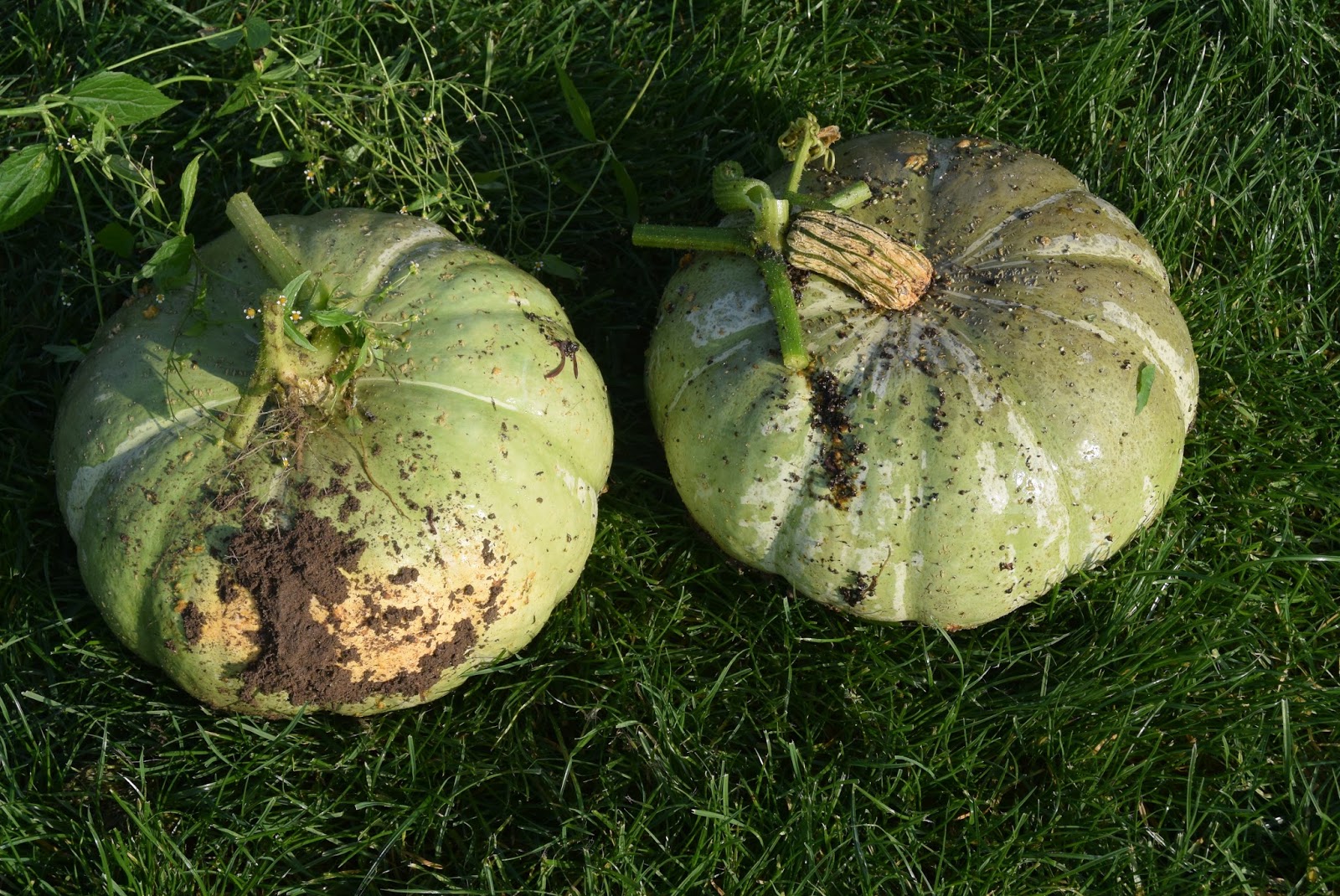 Mijn pompoen is buiten bevroren is het nog goed