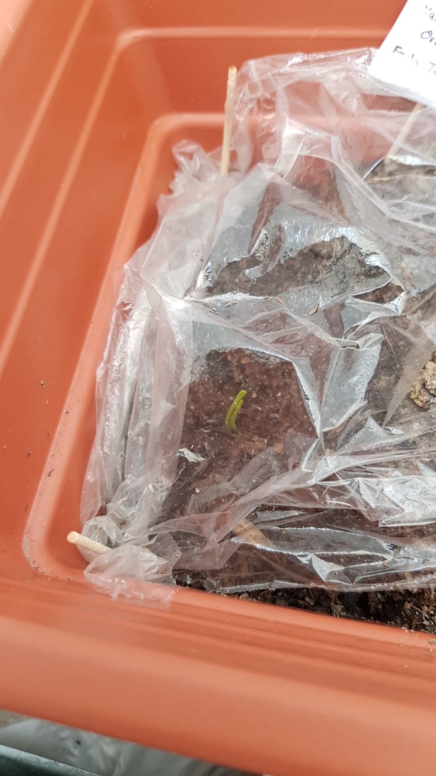 Growing Valencia Orange From Seeds 1st batch