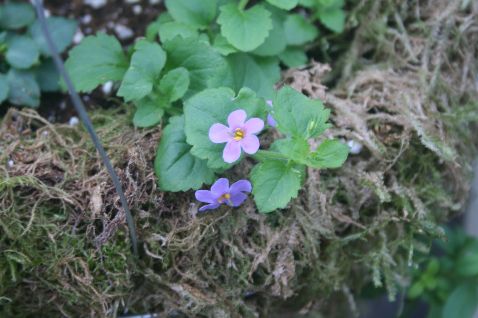 West Coast Gardens Planting the Moss Baskets