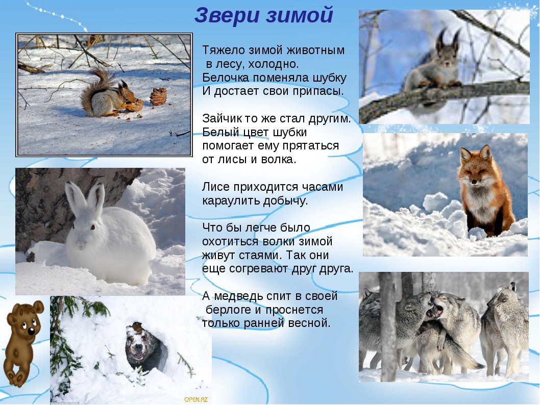 Текст про зверей. Зимующие животные. Как зимуют животные. Животные зимой для детей. Как зимуют Дикие животные.