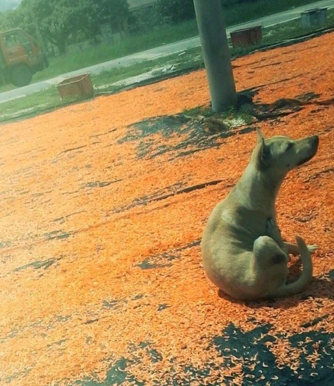  Gambar  Jemuran  Udang Kering  Dibaringi Anjing Di Negeri X 