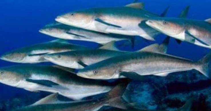 Mengenal Ikan King Cobia Ikan Dan Laut