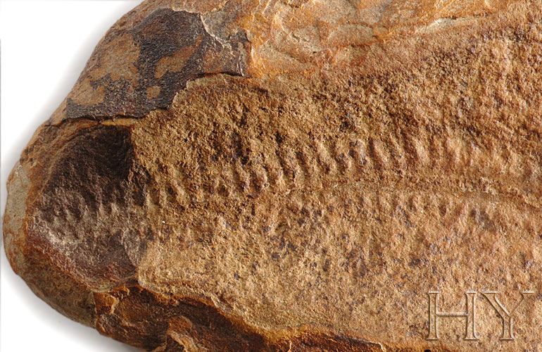 The Fact Of Creation FOSSIL MUSEUM SI0012 Millipede