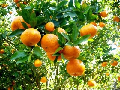 arvore_frutifera.jpg