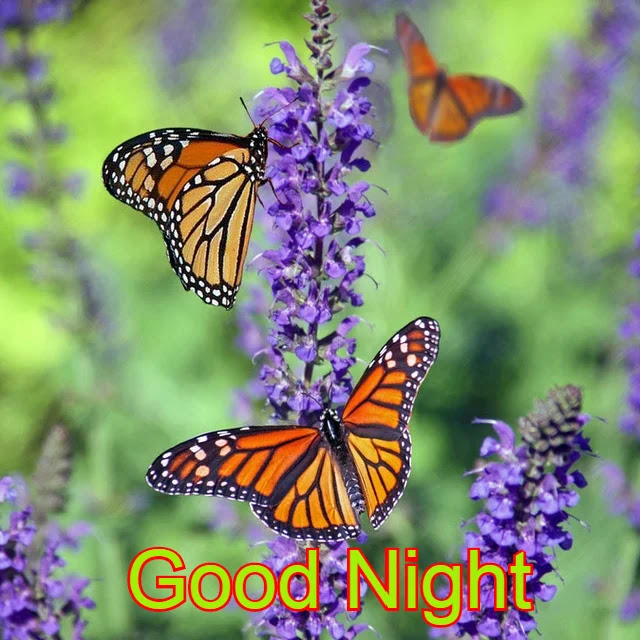 Good Night HD Image Collection Good Night HD Image Collection