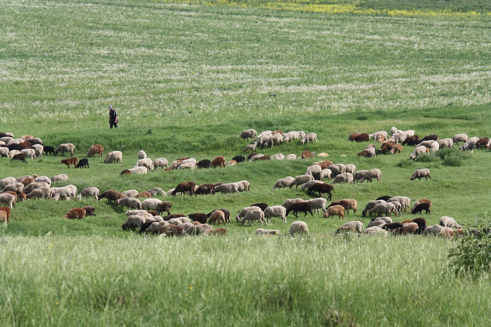 площади пастбищ