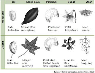 Klasifikasi Kingdom Plantae dari Tumbuhan Biji Tertutup (Angiospermae) dan Contoh Tumbuhan Monokotil dan Dikotil