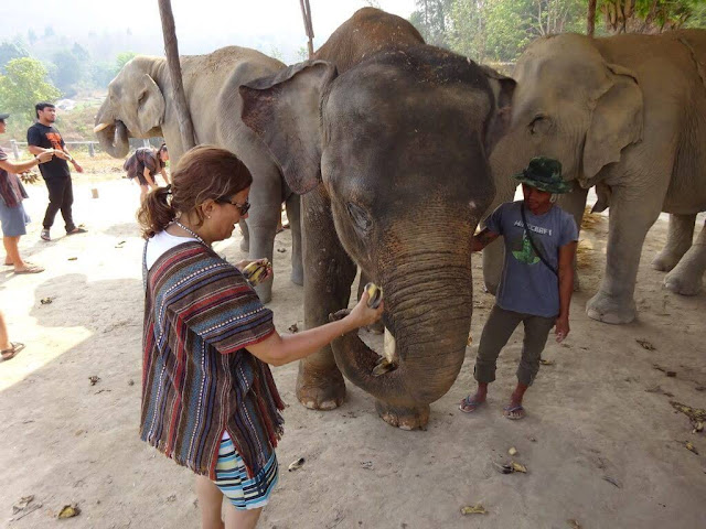 Elephant Jungle Sanctuary - Chiang Mai