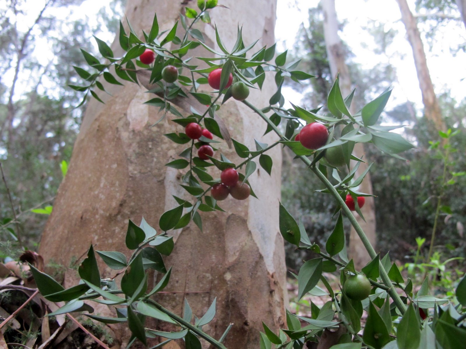 Come Curare La Pianta Di Pungitopo | Leroy Merlin - Foto 4