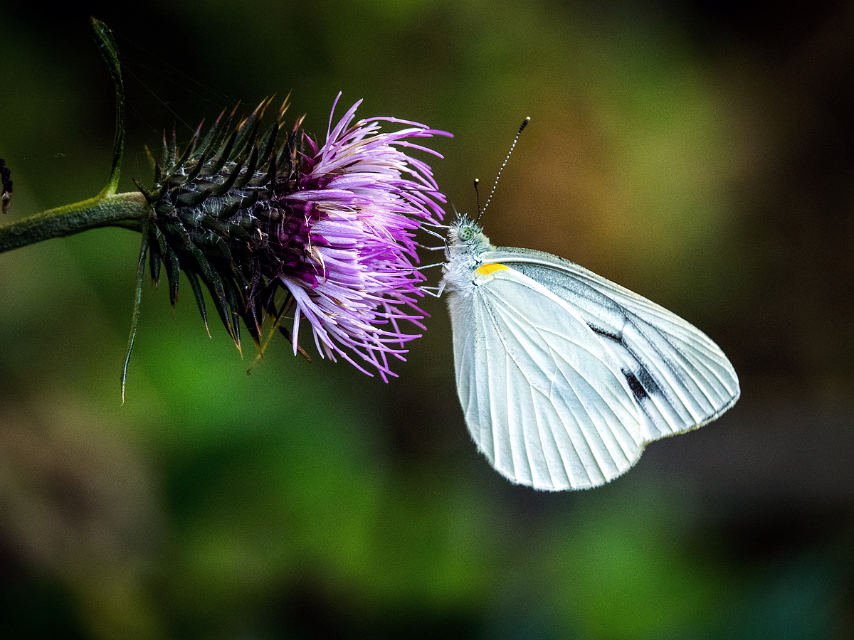 Shoreline Area News Photo Leaves That Look Like Flowers