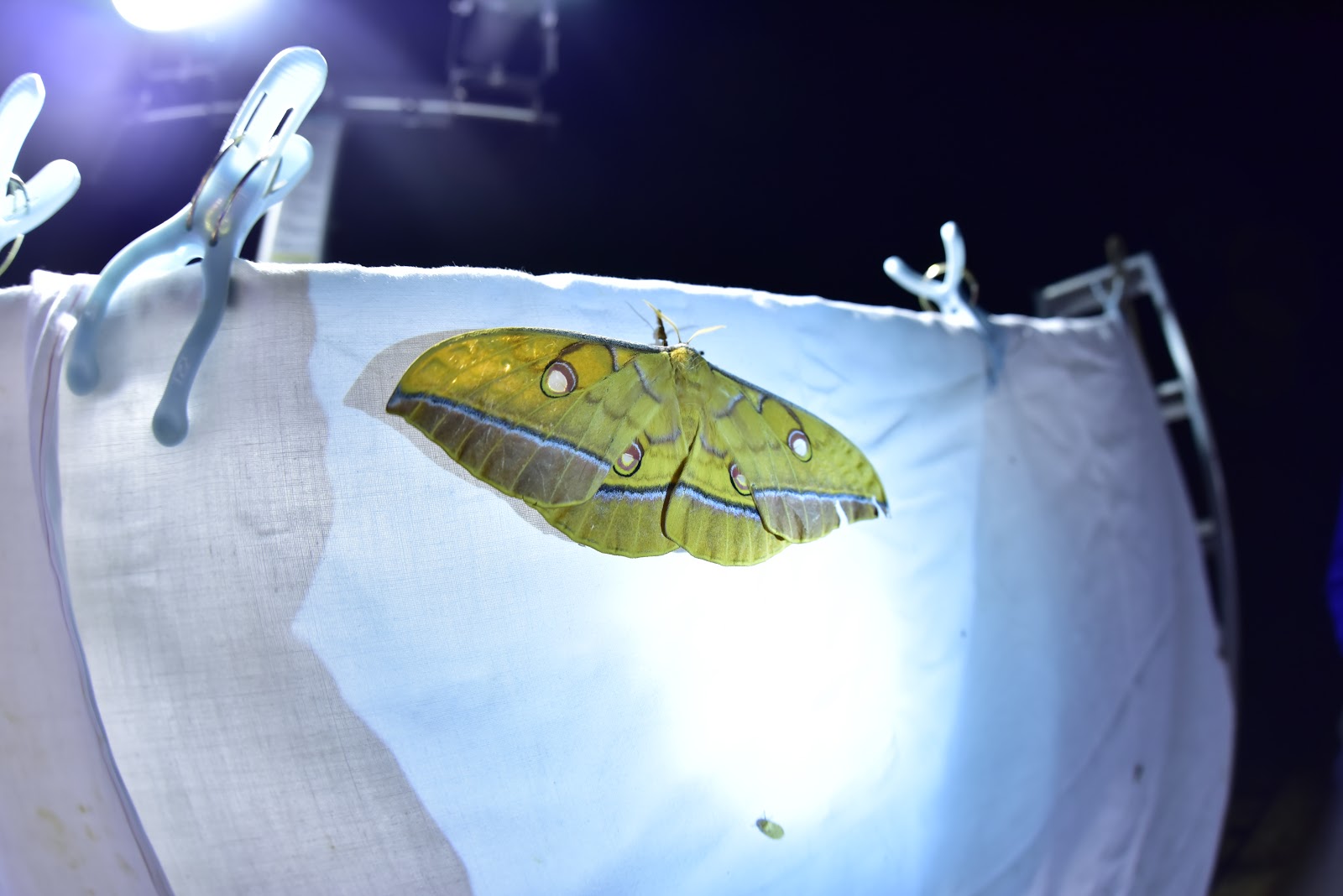 どのような種類のインスタンスがありますか?