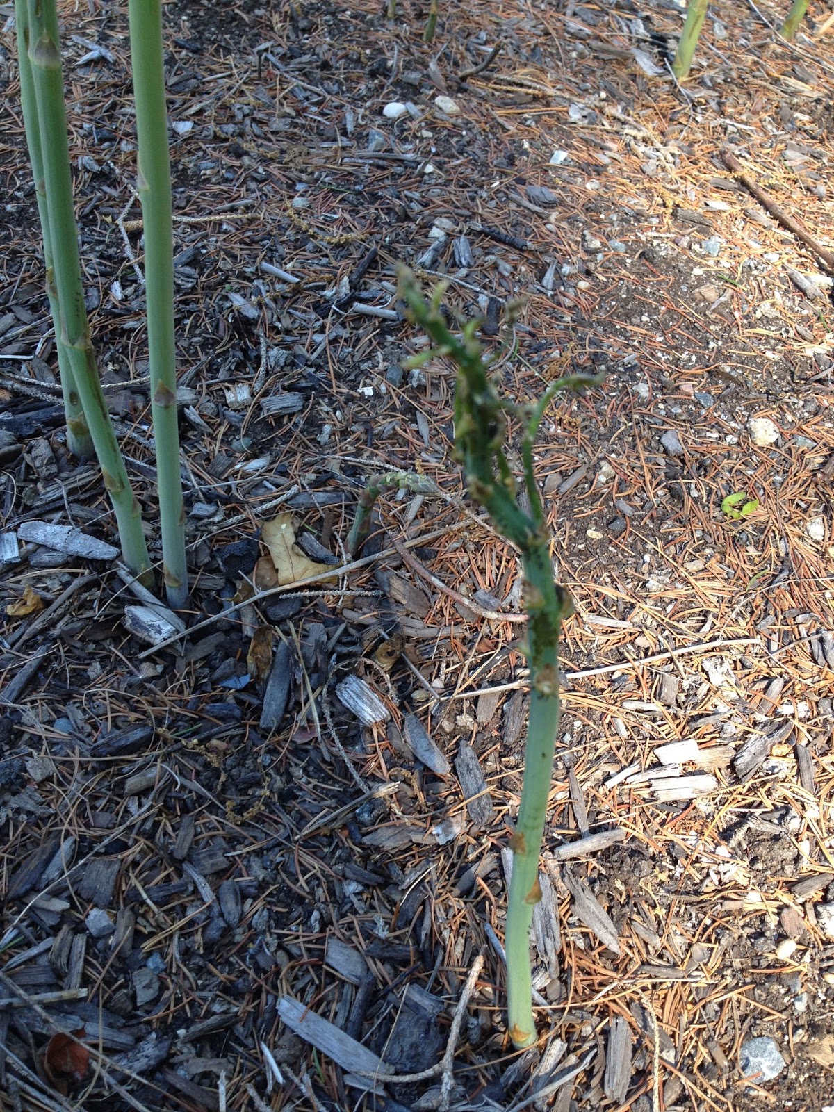 Attack of the Asparagus Beetles