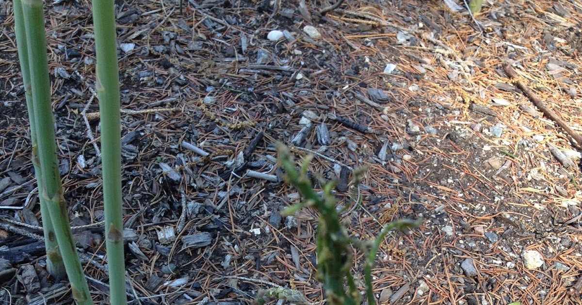 Attack of the Asparagus Beetles