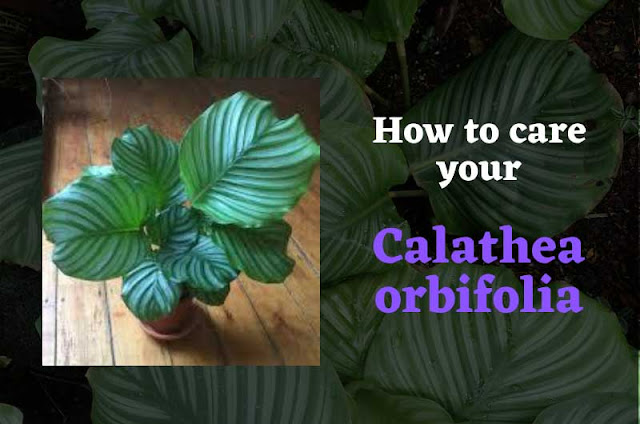 How-to-care-your-Calathea-orbifolia