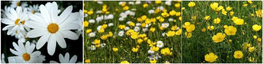 Daisies and Buttercups