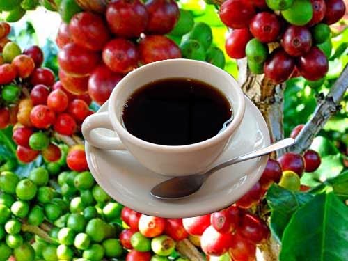 manfaat minum kopi bagi kesehatan 