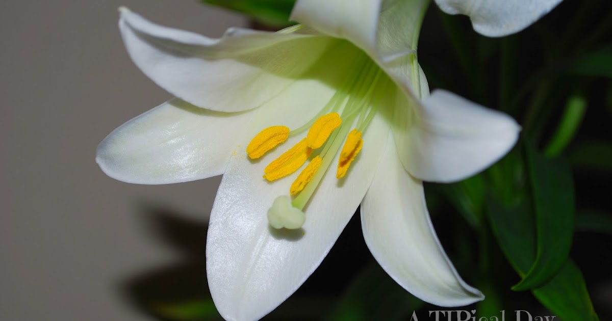 easter lily Lily grow